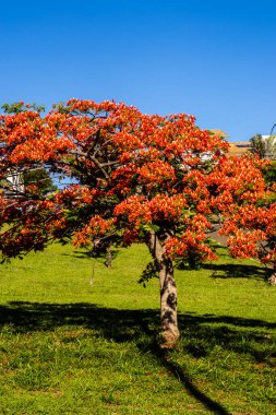 Vibrant red-orange flowers of a blooming Flamboyant tree (Delonix regia) against a clear, deep blue sky in Brazil