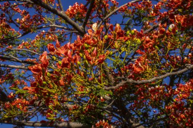 Vibrant red-orange flowers of a blooming Flamboyant tree (Delonix regia) against a clear, deep blue sky in Brazil