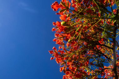 Vibrant red-orange flowers of a blooming Flamboyant tree (Delonix regia) against a clear, deep blue sky in Brazil
