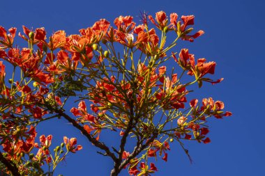 Vibrant red-orange flowers of a blooming Flamboyant tree (Delonix regia) against a clear, deep blue sky in Brazil