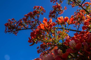 Vibrant red-orange flowers of a blooming Flamboyant tree (Delonix regia) against a clear, deep blue sky in Brazil