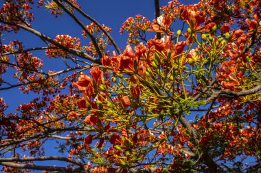 Vibrant red-orange flowers of a blooming Flamboyant tree (Delonix regia) against a clear, deep blue sky in Brazil