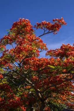 Vibrant red-orange flowers of a blooming Flamboyant tree (Delonix regia) against a clear, deep blue sky in Brazil