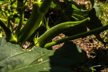 Close-up of a young okra pod (Abelmoschus esculentus) growing on the plant's stem in a vegetable garden. Highlights the fresh, green texture of the developing fruit, in Brazil
