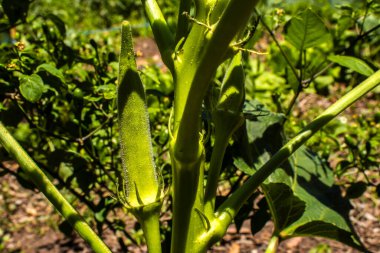 Close-up of a young okra pod (Abelmoschus esculentus) growing on the plant's stem in a vegetable garden. Highlights the fresh, green texture of the developing fruit, in Brazil