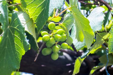 Bunches of young, unripe green grapes hang from a vine surrounded by lush leaves. This image captures a crucial early stage in viticulture, showing the fruit's development before ripening and harvest.