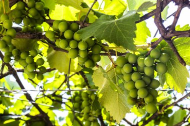 Bunches of young, unripe green grapes hang from a vine surrounded by lush leaves. This image captures a crucial early stage in viticulture, showing the fruit's development before ripening and harvest.