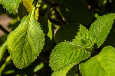Boldo 'nun taze, ıslak yeşil yaprakları (Plectranthus barbatus), zengin ve nemli dokusunu gözler önüne seren Brezilyalı ünlü şifalı bir bitkidir..