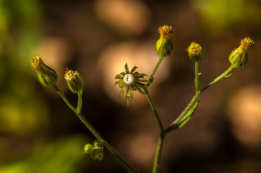 Emilia sonchifolia 'nın (leylak püskülleri) Macro fotoğrafı, çiçek tomurcuklarını ve gelişmekte olan bir tohum başını gösteriyor..