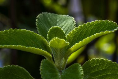 Boldo 'nun taze, ıslak yeşil yaprakları (Plectranthus barbatus), zengin ve nemli dokusunu gözler önüne seren Brezilyalı ünlü şifalı bir bitkidir..