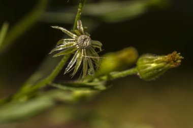 Solmuş, ıslak Emilia sonchifolia çiçeğinin kafası çürümüş, hassas bir su damlasıyla, doğanın geçici yaşam döngüsünün geçici güzelliğini sembolize ediyor..