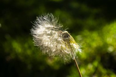Hassas bir karahindiba tohumu başı rüzgar tarafından kısmen dağıtıldı. Bu makro görüntü kırılganlığın, değişimin ve hayatın doğal döngüsünün kavramlarını yumuşak yeşil bir zemine karşı yakalar..