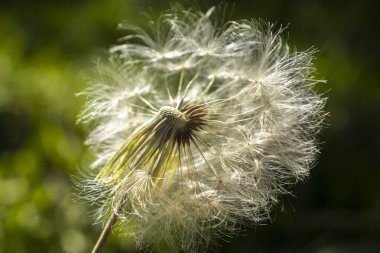 Hassas bir karahindiba tohumu başı rüzgar tarafından kısmen dağıtıldı. Bu makro görüntü kırılganlığın, değişimin ve hayatın doğal döngüsünün kavramlarını yumuşak yeşil bir zemine karşı yakalar..