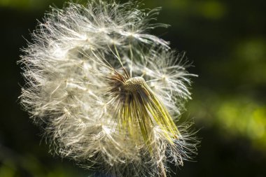 Hassas bir karahindiba tohumu başı rüzgar tarafından kısmen dağıtıldı. Bu makro görüntü kırılganlığın, değişimin ve hayatın doğal döngüsünün kavramlarını yumuşak yeşil bir zemine karşı yakalar..