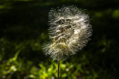 Hassas bir karahindiba tohumu başı rüzgar tarafından kısmen dağıtıldı. Bu makro görüntü kırılganlığın, değişimin ve hayatın doğal döngüsünün kavramlarını yumuşak yeşil bir zemine karşı yakalar..