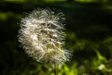 Hassas bir karahindiba tohumu başı rüzgar tarafından kısmen dağıtıldı. Bu makro görüntü kırılganlığın, değişimin ve hayatın doğal döngüsünün kavramlarını yumuşak yeşil bir zemine karşı yakalar..