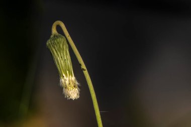 Karahindiba kafasının makroları çiçek açtıktan sonra, tohum papirüsüne dönüşürken sarkıyor. Güneşle aydınlatıldığında, doğanın yenilenme döngüsünü, kırılganlığını ve yumuşak yeşil arka plana karşı dayanıklılığını gösterir..