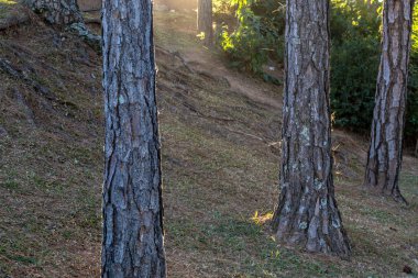 Güneş ışığı, Brezilya 'nın dokulu ağaç gövdelerini vurgulayarak sakin bir ormanın içinden süzülür. Doğa, ekoloji ve çevre koruma konularında eğitici materyaller için mükemmel bir görüntü.