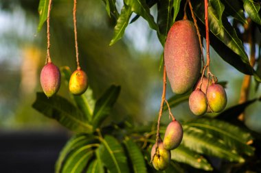 Olgun Tommy Atkins mangolarının yakın çekimi Brezilya 'da güneşin altında yemyeşil bir mango dalına asılı.