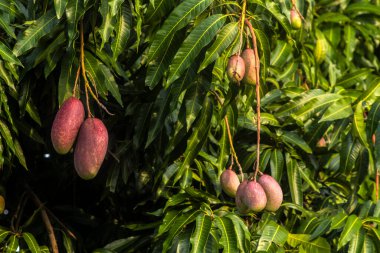 Olgun Tommy Atkins mangolarının yakın çekimi Brezilya 'da güneşin altında yemyeşil bir mango dalına asılı.