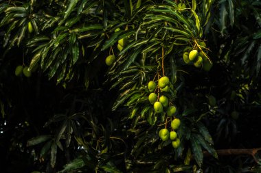 Brezilya 'da yeşil, olgunlaşmamış meyve kümeleriyle dolu gür bir mango ağacı (Mangifera indica). Tropikal tarım, büyüme ve tatlı, doğal bir hasat vaadi..