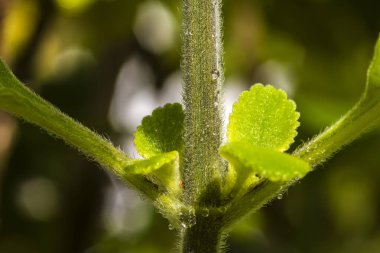 Boldo 'nun taze, ıslak yeşil yaprakları (Plectranthus barbatus), zengin ve nemli dokusunu gözler önüne seren Brezilyalı ünlü şifalı bir bitkidir..