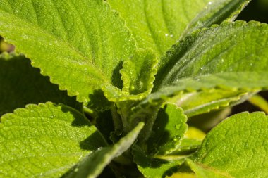 Boldo 'nun taze, ıslak yeşil yaprakları (Plectranthus barbatus), zengin ve nemli dokusunu gözler önüne seren Brezilyalı ünlü şifalı bir bitkidir..