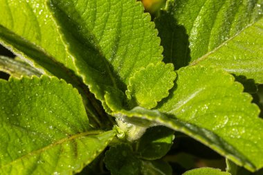 Boldo 'nun taze, ıslak yeşil yaprakları (Plectranthus barbatus), zengin ve nemli dokusunu gözler önüne seren Brezilyalı ünlü şifalı bir bitkidir..