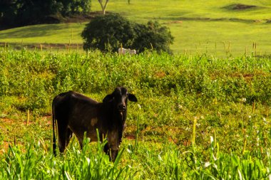 Beyaz Nelore (Zebu) sürüsü, Brezilya 'nın kırsalındaki yemyeşil otlakta otlayan siyah bir boğa sürüsü ile ülkenin geniş çiftlik hayvanları endüstrisini gözler önüne seriyor..