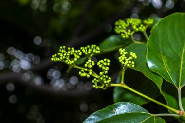 Japon Üzüm Ağacı 'na (Hovenia dulcis) yakın plan. Yenilebilir tatlı saplarıyla bilinen bu egzotik ve istilacı Asya türünün narin beyaz çiçekleri ve yeşil tomurcuklarını gösteriyor..