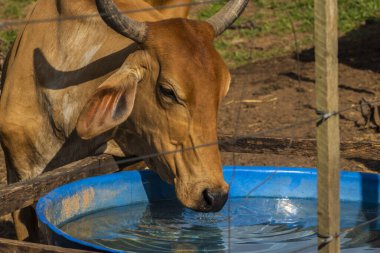 Boynuzlu kahverengi bir inek güneşli bir çiftlikteki mavi bir yalaktan su içer. Bir sığırın susuzluğuna yakın plan, kırsal alanda tarım ve çiftlik hayvanlarını temsil ediyor..