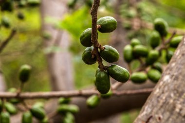 Olgunlaşmamış yeşil Jocote meyveleri (Spondias purpurea), doğal ortamdaki bir ağaç dalında yetişen seriguela olarak da bilinir..