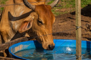 Boynuzlu kahverengi bir inek güneşli bir çiftlikteki mavi bir yalaktan su içer. Bir sığırın susuzluğuna yakın plan, kırsal alanda tarım ve çiftlik hayvanlarını temsil ediyor..