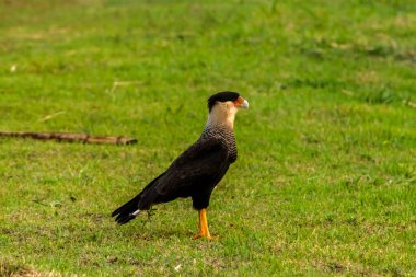 Bir Güney Armalı Caracara (Caracara planküsü) canlı yeşil çimenli bir arazide yürür. Bu adapte edilebilir Güney Amerika yırtıcı kuşu, farklı özelliklerini sergileyerek profil içinde yakalanır..