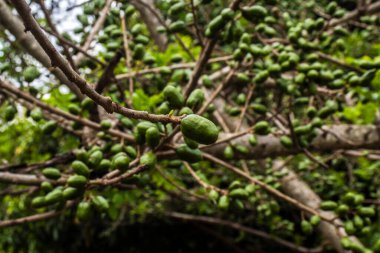 Olgunlaşmamış yeşil Jocote meyveleri (Spondias purpurea), doğal ortamdaki bir ağaç dalında yetişen seriguela olarak da bilinir..