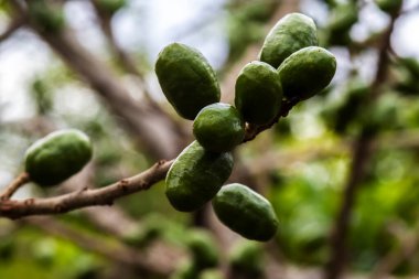 Olgunlaşmamış yeşil Jocote meyveleri (Spondias purpurea), doğal ortamdaki bir ağaç dalında yetişen seriguela olarak da bilinir..