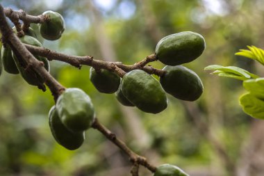 Olgunlaşmamış yeşil Jocote meyveleri (Spondias purpurea), doğal ortamdaki bir ağaç dalında yetişen seriguela olarak da bilinir..
