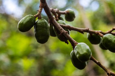 Olgunlaşmamış yeşil Jocote meyveleri (Spondias purpurea), doğal ortamdaki bir ağaç dalında yetişen seriguela olarak da bilinir..