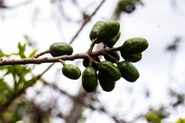 Olgunlaşmamış yeşil Jocote meyveleri (Spondias purpurea), doğal ortamdaki bir ağaç dalında yetişen seriguela olarak da bilinir..