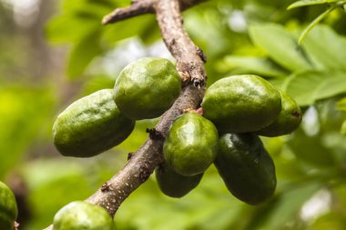 Olgunlaşmamış yeşil Jocote meyveleri (Spondias purpurea), doğal ortamdaki bir ağaç dalında yetişen seriguela olarak da bilinir..