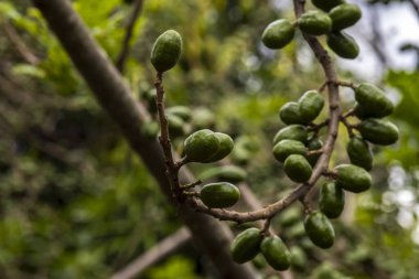 Olgunlaşmamış yeşil Jocote meyveleri (Spondias purpurea), doğal ortamdaki bir ağaç dalında yetişen seriguela olarak da bilinir..