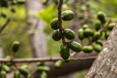 Olgunlaşmamış yeşil Jocote meyveleri (Spondias purpurea), doğal ortamdaki bir ağaç dalında yetişen seriguela olarak da bilinir..