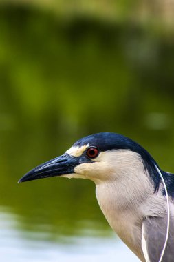 Siyah taçlı bir Gece Balıkçıl (Nycticorax nycticorax) çimenli bir kıyıda durur. Bu gece kuşu, siyah, beyaz ve gri tüyleriyle dünya çapındaki sulak alanlarda yaygın bir görüntüdür..