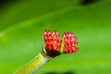 Dikenli Taç (Euphorbia milii) tomurcukları. Bu detaylı yakın plan, bitkinin çiçek açmadan önceki eşsiz çiçek yapısını gözler önüne seren sivri, yeşil ve kırmızı renkli kolyayı gözler önüne seriyor..
