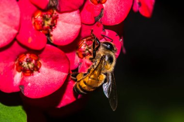 Bal arısı Apis Mellifera melezinin Macro fotoğrafı canlı kırmızı dikenli bir çiçekten nektar topluyor. Bu ayrıntılı resim tozlaşmanın temel sürecini vurgular