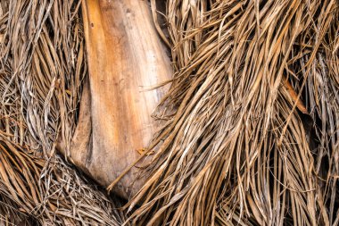 Kurumuş, kurumuş palmiye yapraklarının soyut arkaplanı. Detaylı, kahverengi ve desenli yapraklar doğal, kırsal ve tropikal bir desen oluşturur..
