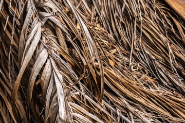 Kurumuş, kurumuş palmiye yapraklarının soyut arkaplanı. Detaylı, kahverengi ve desenli yapraklar doğal, kırsal ve tropikal bir desen oluşturur..