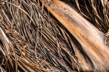 Kurumuş, kurumuş palmiye yapraklarının soyut arkaplanı. Detaylı, kahverengi ve desenli yapraklar doğal, kırsal ve tropikal bir desen oluşturur..