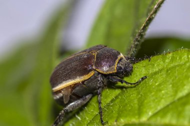 Leucothyreus albopilosus adlı Brezilyalı bir böceğin uç makrosu. Bu ayrıntılı çekim onun lamellate anten, kıllı vücut, ve bir yaprak üzerinde tünemiş iken pronotum üzerinde belirgin sarı çizgiler gösterir.