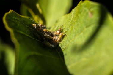 Bir grup turuncu ve siyah kahverengi Marmorated Stink Bug perisi (Halyomorpha halys) parlak yeşil bir yaprak üzerinde bir araya gelerek farklı işaretlerini ve çizgili antenlerini sergilerler..